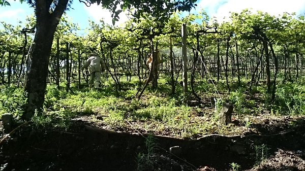 A Lei dos Agrotóxicos e as PLs propondo sua alteração