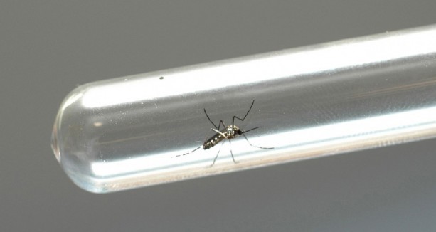O que sua empresa tem a ver com a dengue?