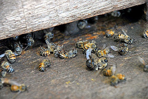 Agrotóxicos, transgênicos e polinizadores marcam evento de diversidade biológica
