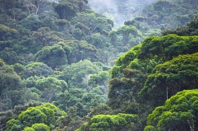 Plataforma faz primeiro diagnóstico da biodiversidade e serviços ecossistêmicos