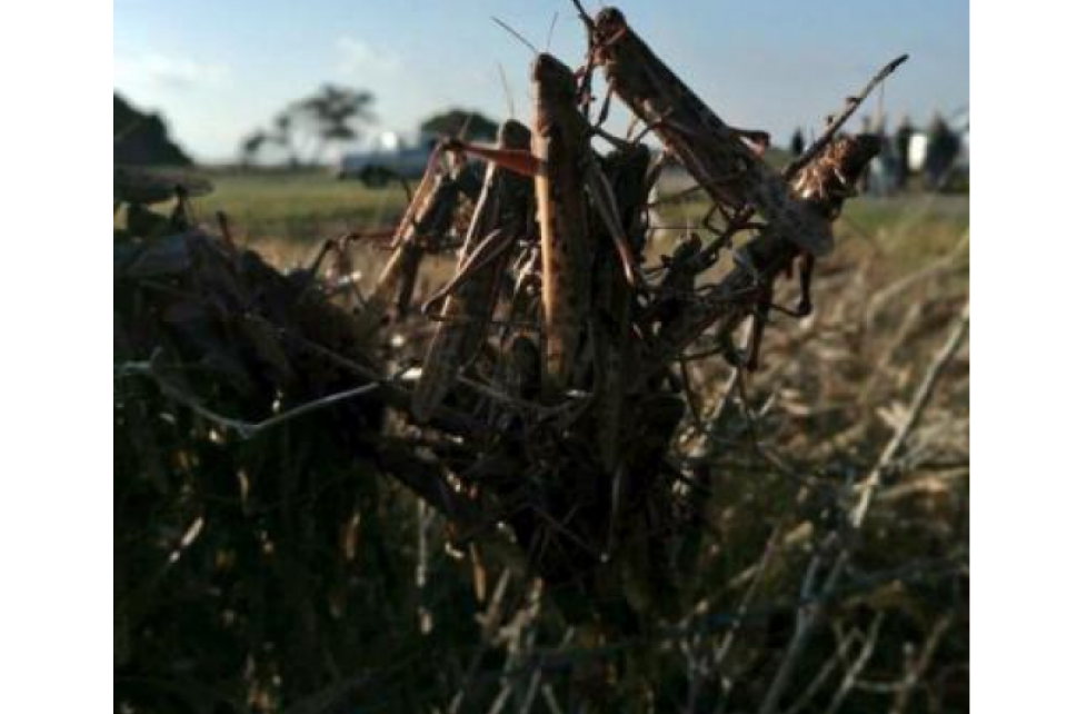 Controle de gafanhotos exige receituário agronômico, alerta Confaeab