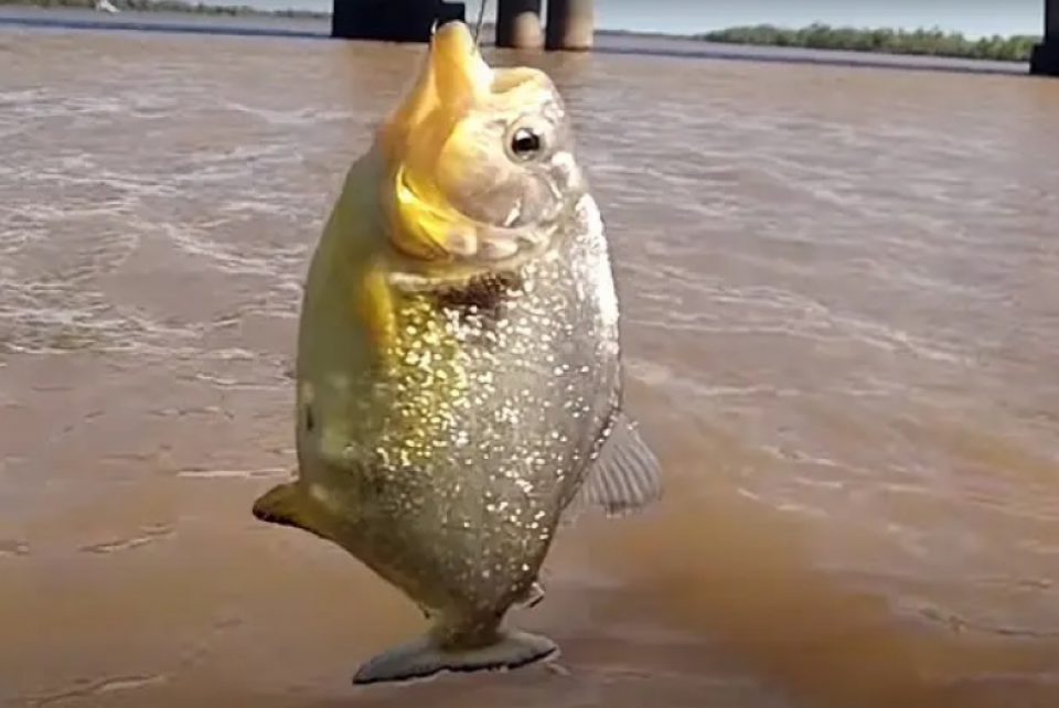 Ibama e Sema querem saber onde tem palometas no Rio Jacuí