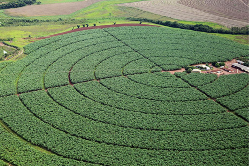 Governo publica novas regras para registro de defensivos agrícolas