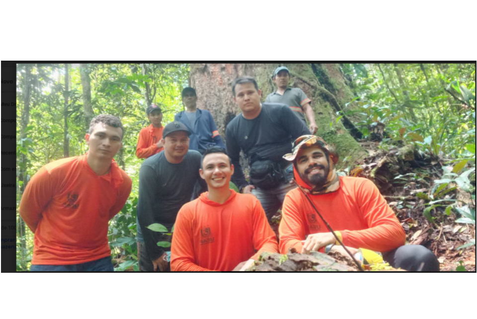 Engenheiros florestais descobrem a segunda maior árvore na Amazônia