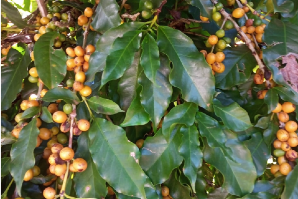 Aumento da temperatura pode prejudicar o cafezinho de cada dia