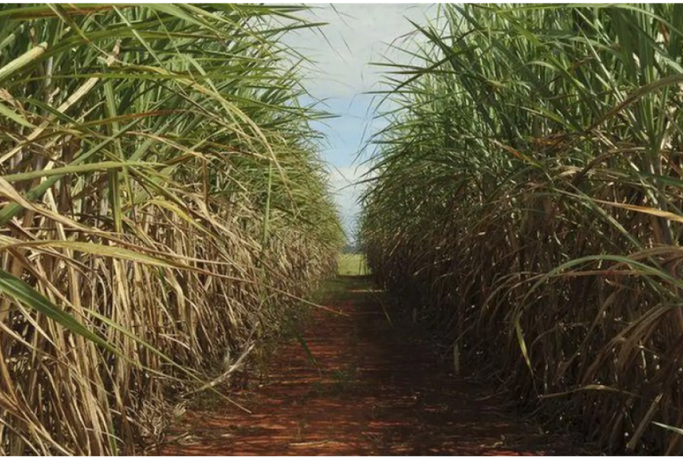 Pesquisa mostra que Brasil pode liderar produção de bioplásticos de cana