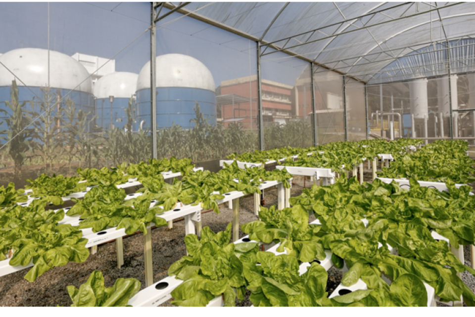 Usina transforma lixo orgânico em energia, combustível e biofertilizante